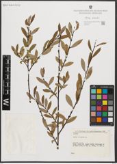 Foto von Salix triandra L.